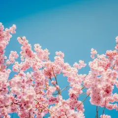 Delikatne różowe kwiaty wiśni rozkwitają na tle błękitnego nieba, przypominając o pięknie, kiedy kwitną wiśnie w Japonii.