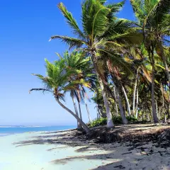 Rajska plaża z palmami i turkusowym oceanem. Idealne miejsce na wakacje, kiedy jechać? Dominikana zaprasza!