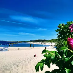 Słoneczne wakacje nad Bałtykiem. Piękny, błękitny dzień na piaszczystej plaży, z kwitnącym dziką różą w tle.