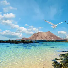 Fuerteventura plaże: dwa mewy szybują nad krystalicznie czystą wodą, w tle góra i piaszczyste wybrzeże.
