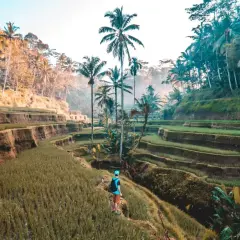 Wspaniałe tarasy ryżowe na Bali, idealne na niezapomniane wakacje. Turysta podziwia zieleń i palmy.
