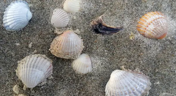Jakie muszle w Bałtyku? Rozpoznaj swoje plażowe skarby!