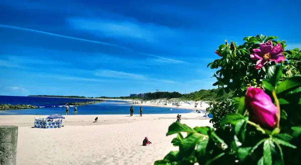 Słoneczne wakacje nad Bałtykiem. Piękny, błękitny dzień na piaszczystej plaży, z kwitnącym dziką różą w tle.