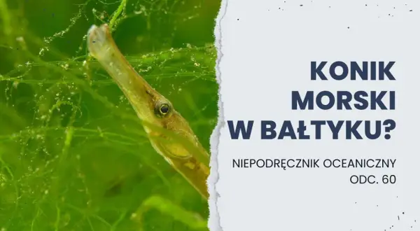 Koniki morskie w Bałtyku? Odkryj zaskakującą prawdę!
