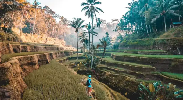 Wspaniałe tarasy ryżowe na Bali, idealne na niezapomniane wakacje. Turysta podziwia zieleń i palmy.