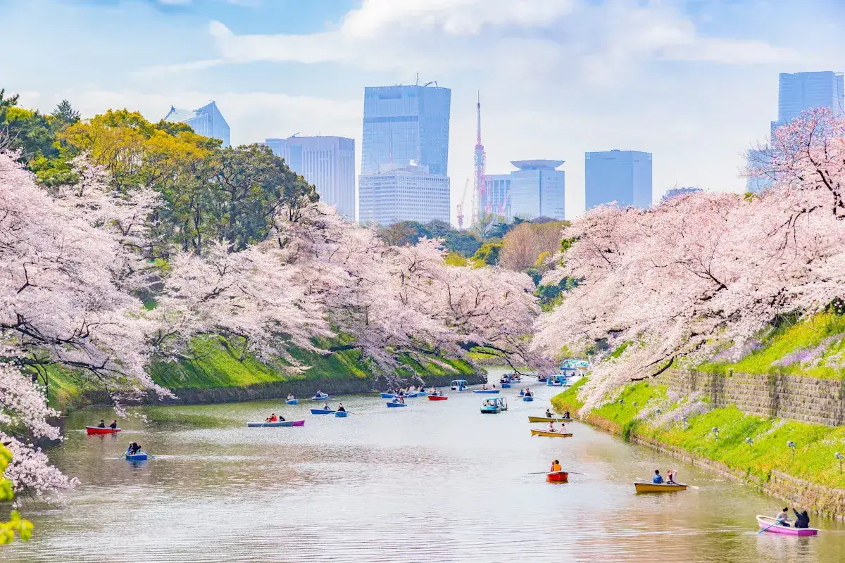 Kiedy kwitną wiśnie w Japonii, kanał w Tokio wypełnia się łodziami, a nad wodą rozpościerają się różowe kwitnące drzewa.