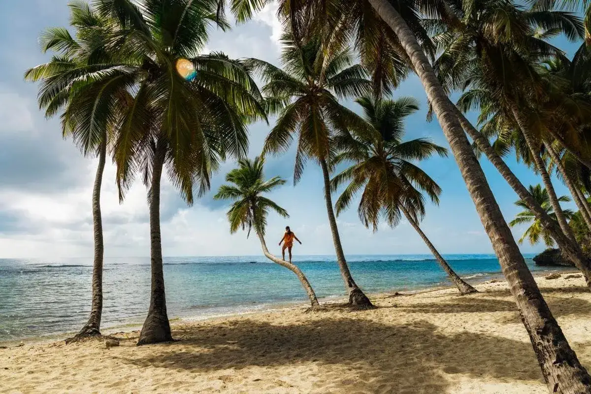Rajska plaża z palmami, idealna na wakacje. Dominikana kiedy jechać? Teraz!