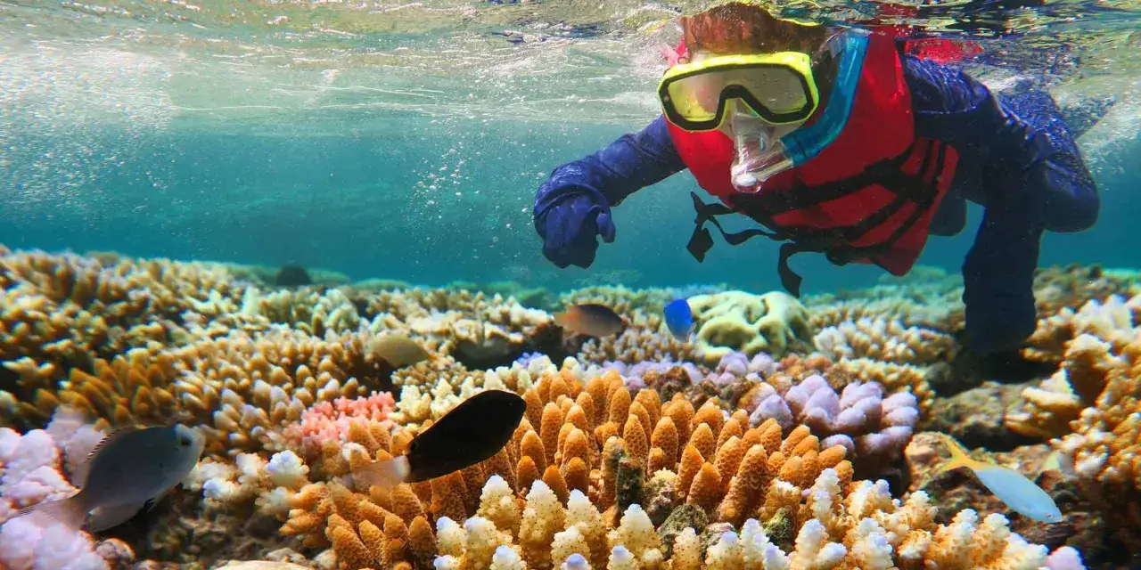 Nurkowanie w rafie koralowej, gdzie kolorowe ryby pływają wśród koralowców. To piękny widok z Oceania.